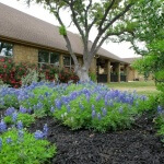 Bluebonnets in Tiffin House's Georgetown, Texas backyard