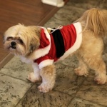 Snoot the puppy wears a Santa outfit at the Tiffin House Christmas Party
